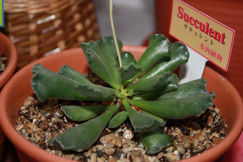 多肉植物その後Ⅴ天章・永楽の画像