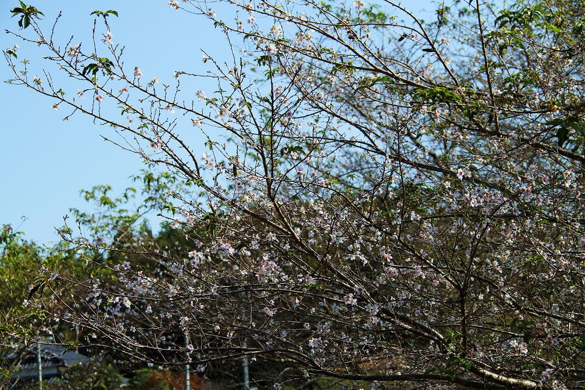 「小原四季桜まつり」一日前にの画像