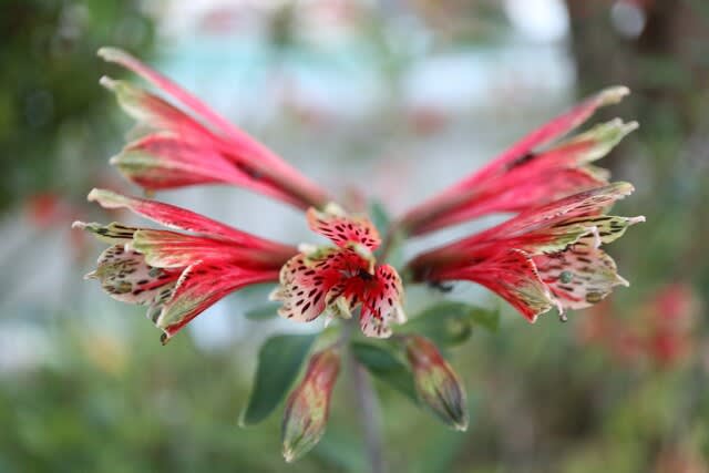 筒状の赤い花が同心円状に開く アルストロメリア プルケラ 夏の花 22 28 野の花 庭の花 筒状の赤い花が同心円状に開く アルストロメリア プルケラ 夏の花 22 28 野の花 庭の花