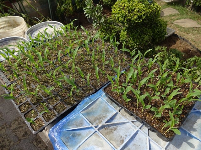 実験的にセルトレイに播種したトウモロコシの植え付けを始めました ヒロシの日記