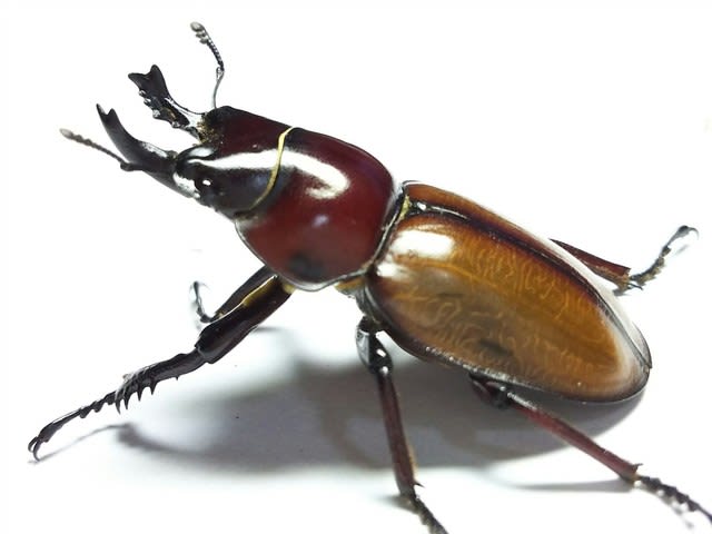 チャイロマルバネまさかの3オス クワガタ スズメバチ等の覚書