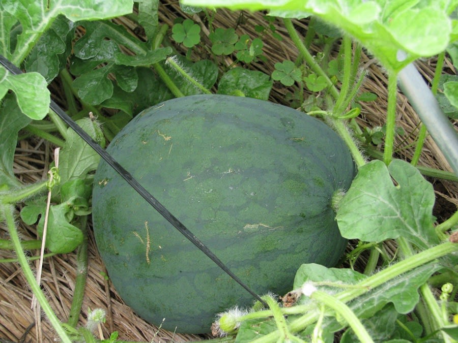 クリックで大きくなります。