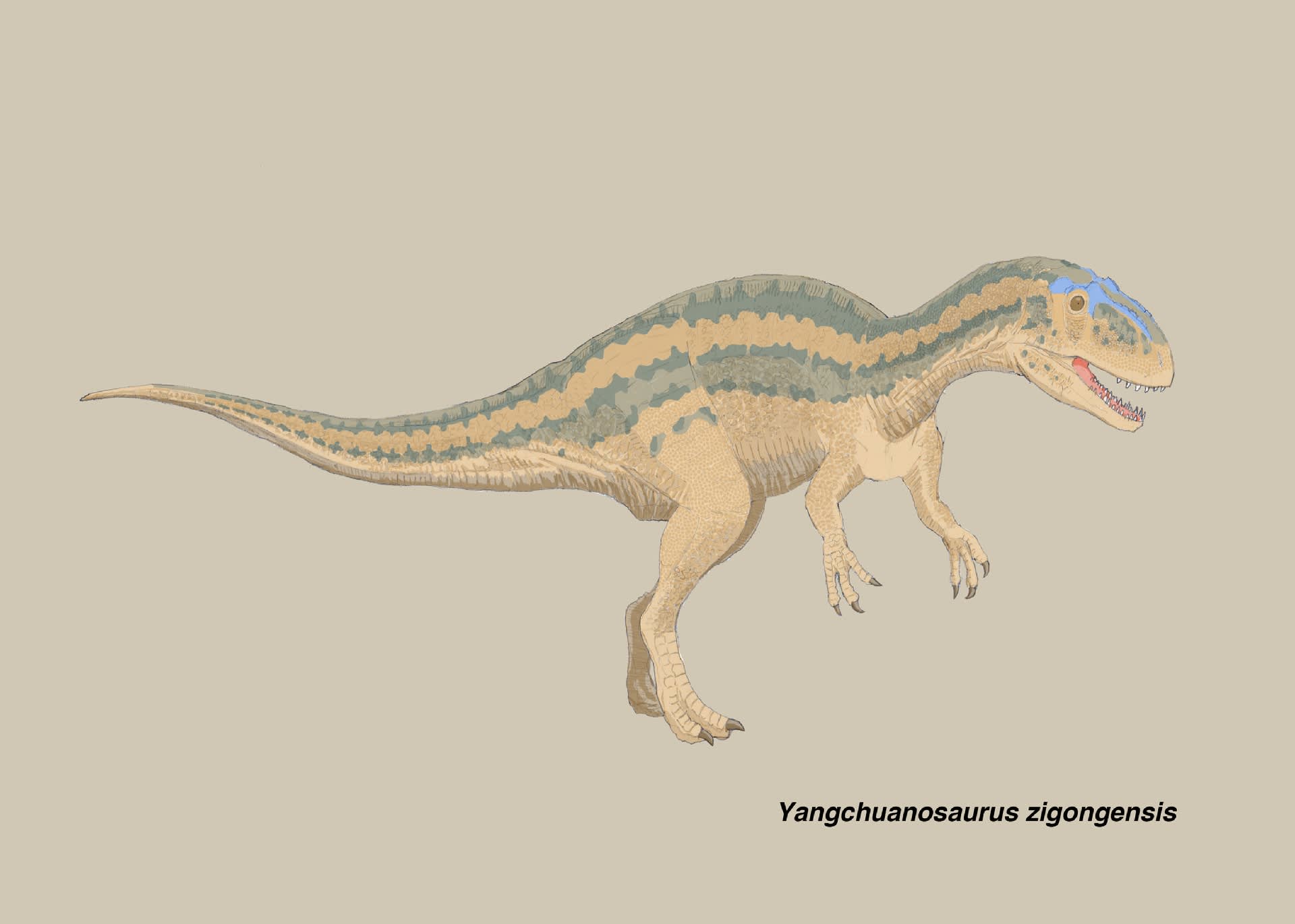ヤンチュアノサウルス ジゴンゲンシス スゼチュアノサウルス ジゴンゲンシス 肉食の系譜