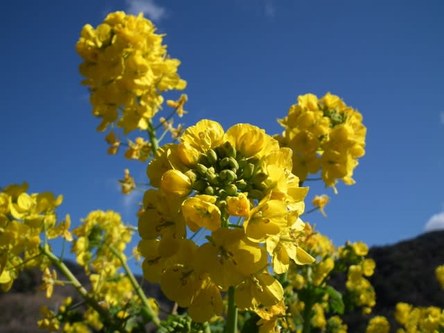 井田の菜の花 静岡県沼津市 早春の西伊豆 おでかけたいむす