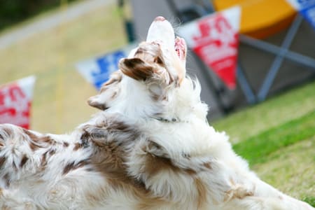 bordercollie_ボーダーコリー