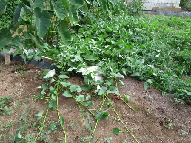 8月16日 エンツァイ 空芯菜 栽培の摘葉等々です ビギナーの家庭菜園