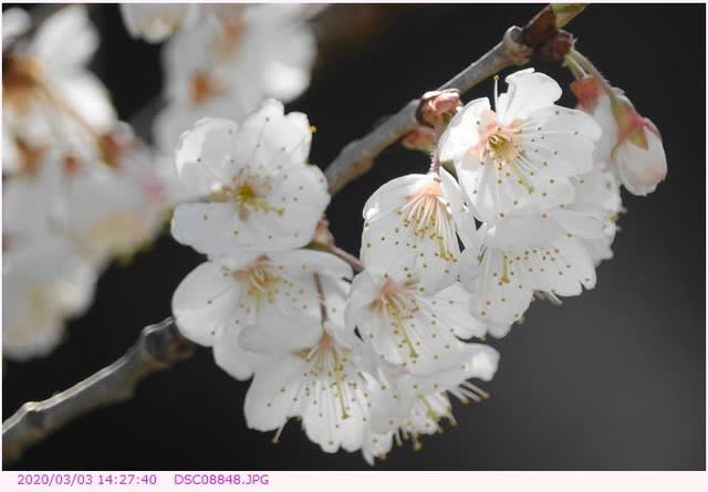 早咲きの桜 白い中輪の花 散歩写真