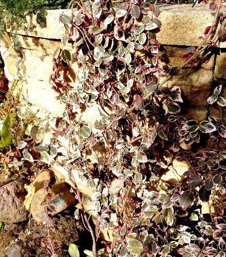 斑入りの草木の葉 ベッコウマサキ アメリカツルマサキ アオキ 他 花と徒然なるままに