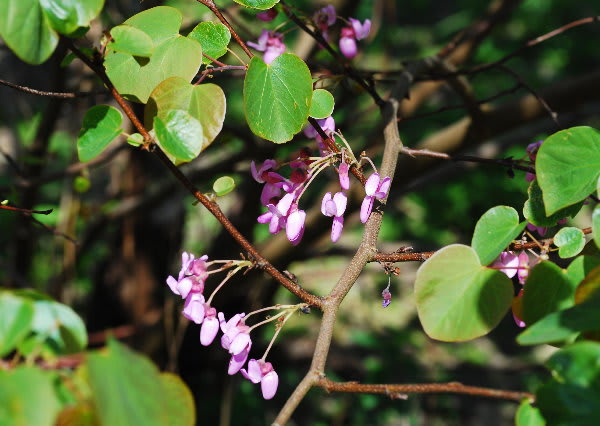 セイヨウハナズオウ ジージのドイツ花便り セイヨウハナズオウ ジージのドイツ花便り
