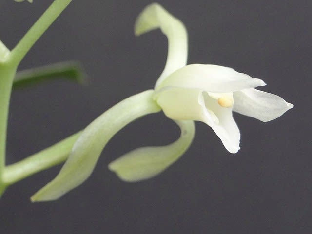 ナギラン 那岐蘭 青軸素芯 純白花 珍しい花です - 路地裏のギボウシ