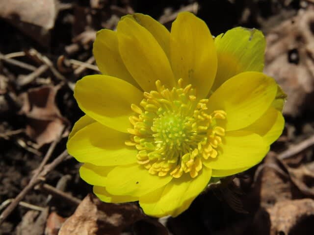 季節はそろりそろりと春に向かう　フクジュソウ（福寿草）開花