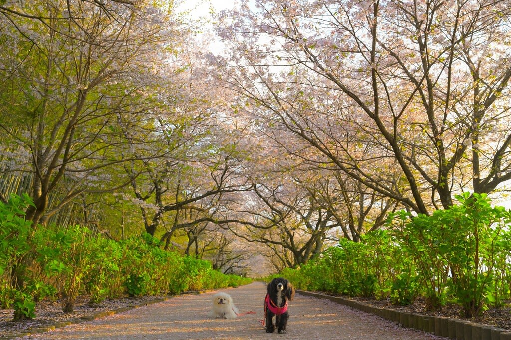 「野市あじさい街道」の桜並木 私と桃里麻鈴のしあわせ色