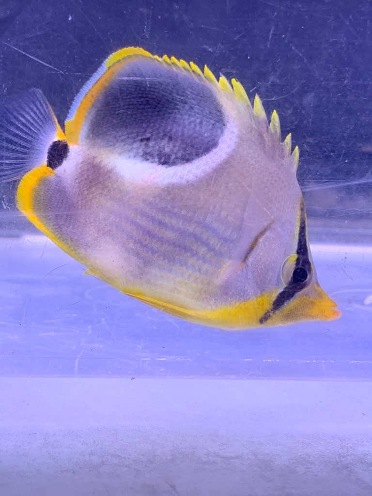 今週の入荷 熱帯魚 マーメイド 今週の入荷 熱帯魚 マーメイド