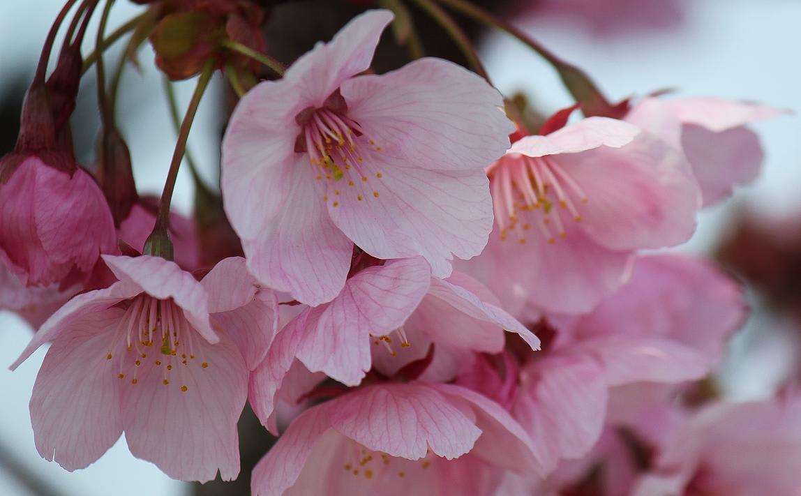 ミササガ公園の桜満開近しの画像