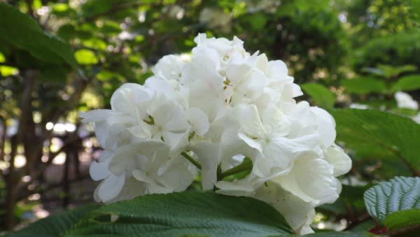 オオデマリ コデマリより大きくアジサイのように咲く花木は6月3日の誕生花 Aiグッチ のつぶやき