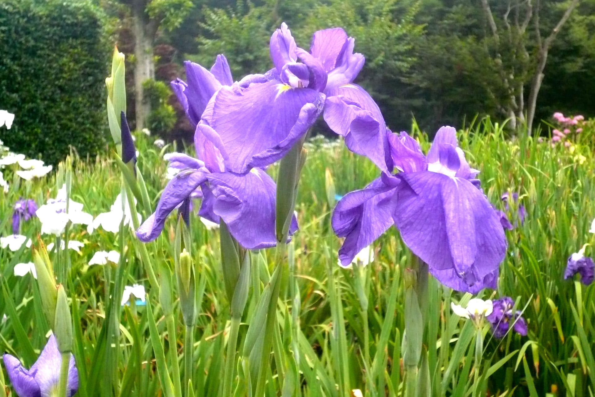 染谷菖蒲園 翡翠 かわせみ