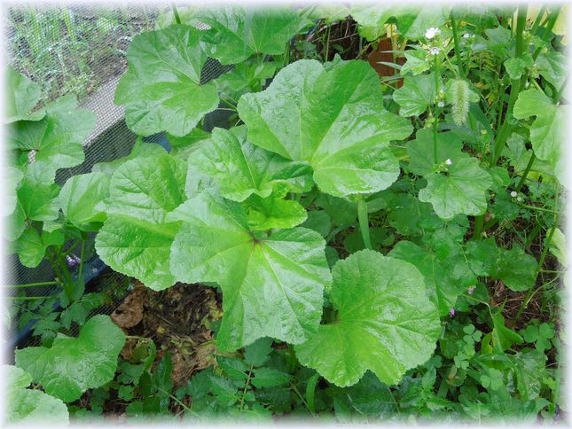 おかのりの効能と食べ方 試行錯誤の家庭菜園