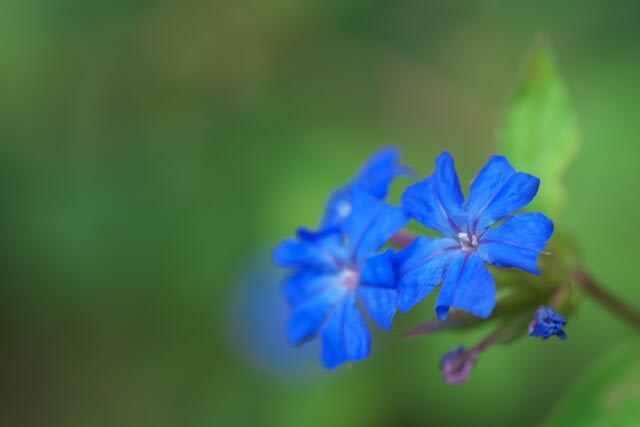 花の名前分からず なんとも鮮やかな青い花 Aiグッチ のつぶやき