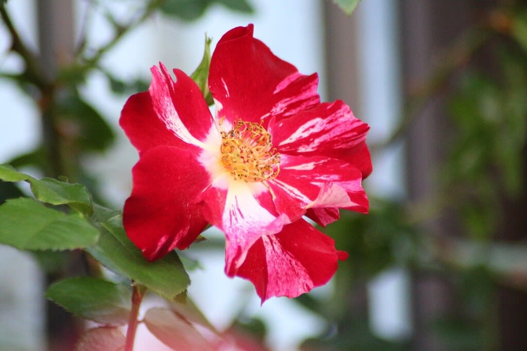 赤白絞りの薔薇・きらり - atakaの趣味悠久