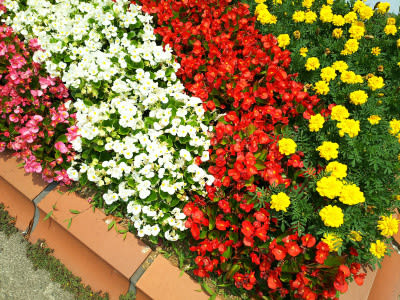 6 華やかなベゴニアの花壇 ｎｉｗａ ｎｉｈａ ｈａｎａ 庭には花