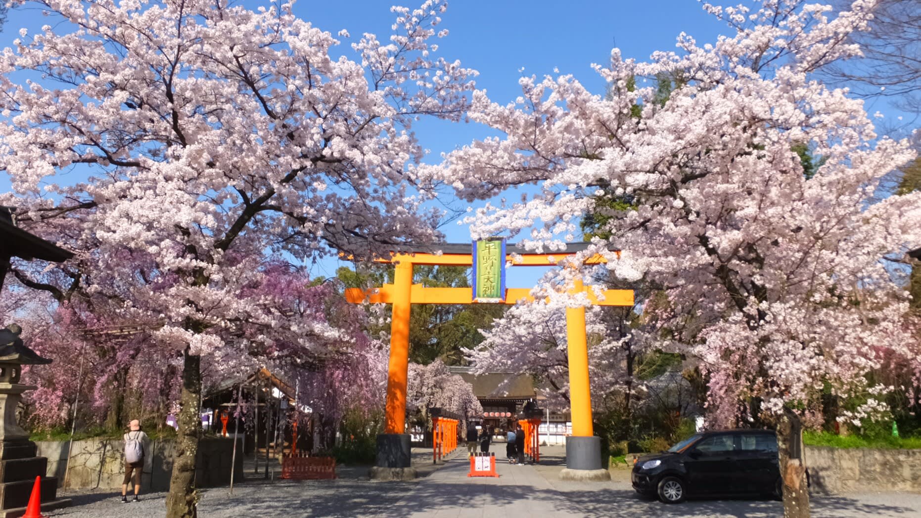平野神社満開の桜 紅しだれ桜 里桜 満月 京都で定年後生活