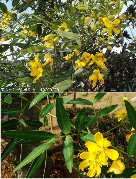 アンデスの乙女 ハナセンナ アルゼンチンセンナ 里山コスモスブログ アンデスの乙女 ハナセンナ アルゼンチンセンナ 里山コスモスブログ