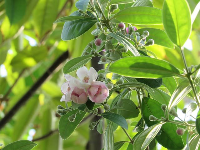 テンニンカ 天人花 の花散歩 ムツゴロウ の花散歩