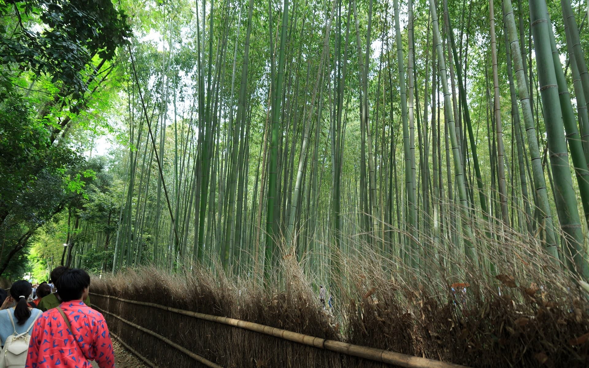 2017年新緑の京都 竹林の散策路の壁紙 計7枚 壁紙 日々駄文