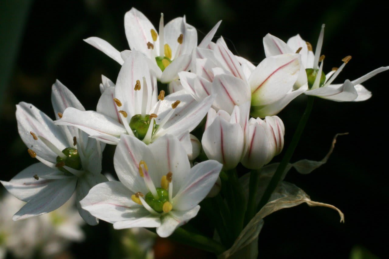 ハタケニラの白い花たち お庭な出来事