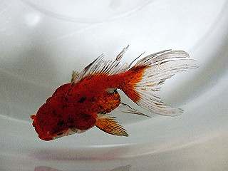 黒点病 ベランダじゃ無理です ブログ