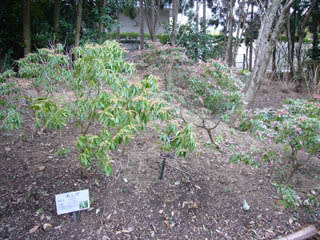 稲美町中央公園・万葉の森の写真