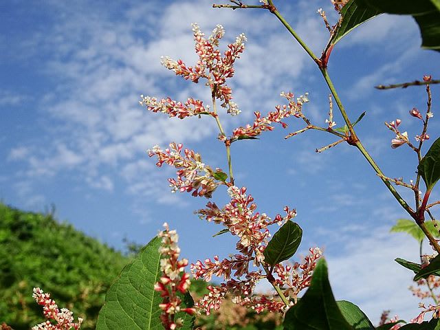 イタドリ（紅花）