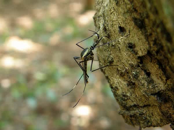 トワダオオカ 南丹の身近な自然