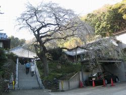 等覚寺の枝垂桜