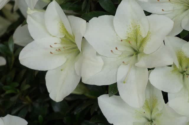 月花 さつき花辞典：紅梅 ｜ さつき盆栽春夏秋冬