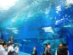 エプソン品川水族館へ あなたもハワイが見えてくるワクワクブログ