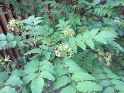 山椒の木の育て方 華麗に輝きたい