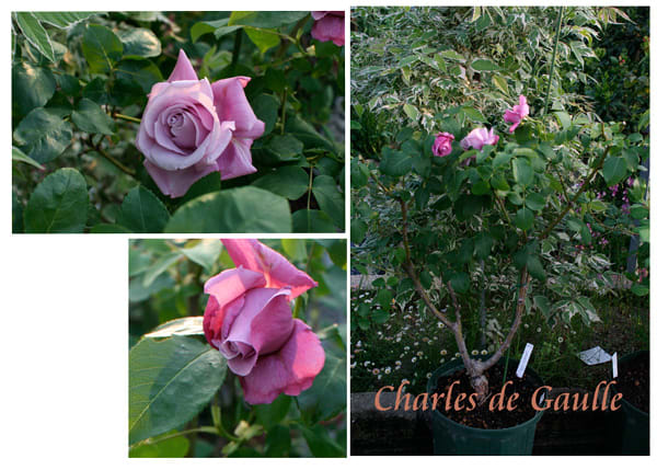 ライラック色のバラ シャルル ドゥ ゴール きれいなバラを育てたい