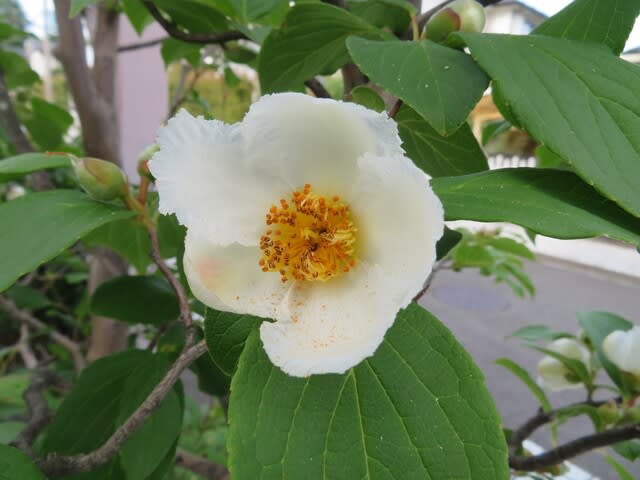 名前のとおりに夏に椿に似た白い花を咲かせる ナツツバキ 夏の花 21 030 野の花 庭の花