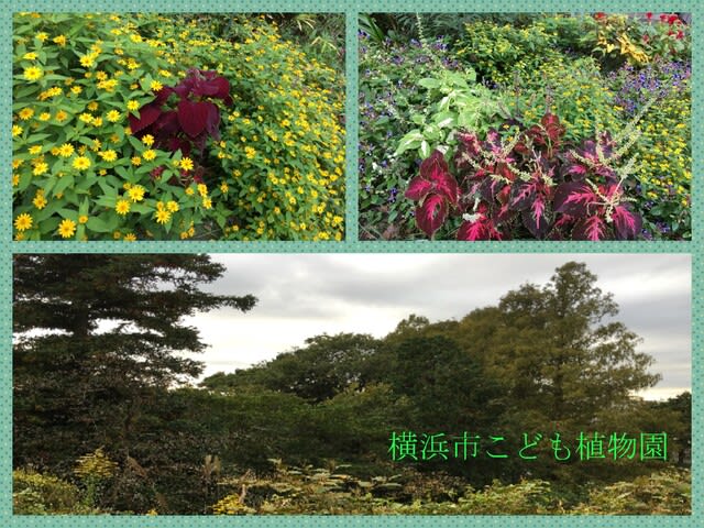バラを見に 横浜市こども植物園 気がつけば思い出