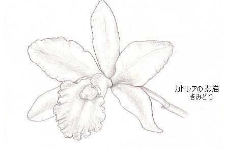 今咲いているカトレアの素描 花を描いたポストカード