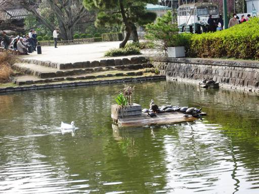 江戸建物展示場前の池のアヒルとカモと亀