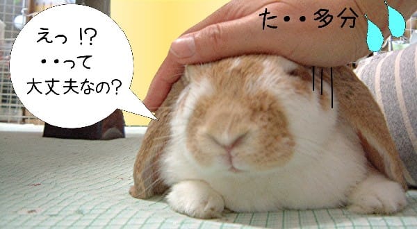 誤飲 してしまいました T T うさぎ な毎日 誤飲 してしまいました T T うさぎ な毎日
