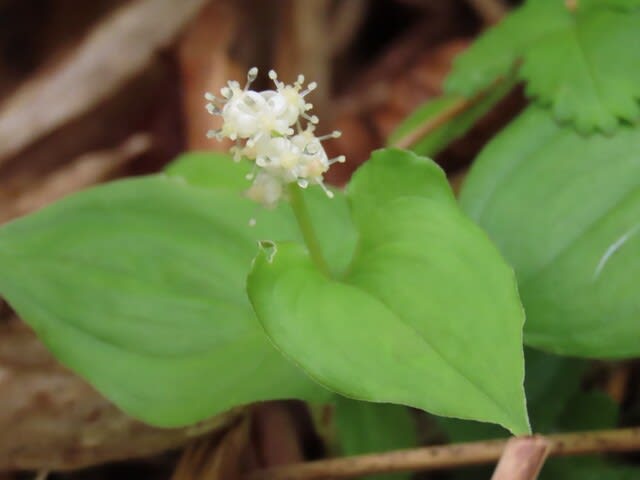 高ボッチ高原 鉢伏山で最近咲いている花 マイヅルソウ 舞鶴草 ｍｔ７７のｂｌｏｇ