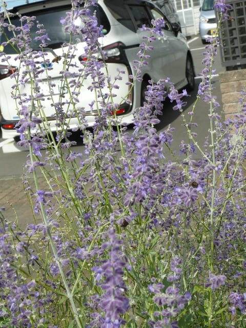 奥州市前沢のコモンセージ 18年9月28日 金 Peaの植物図鑑 奥州市前沢のコモンセージ 18年9月28日 金 Peaの植物図鑑