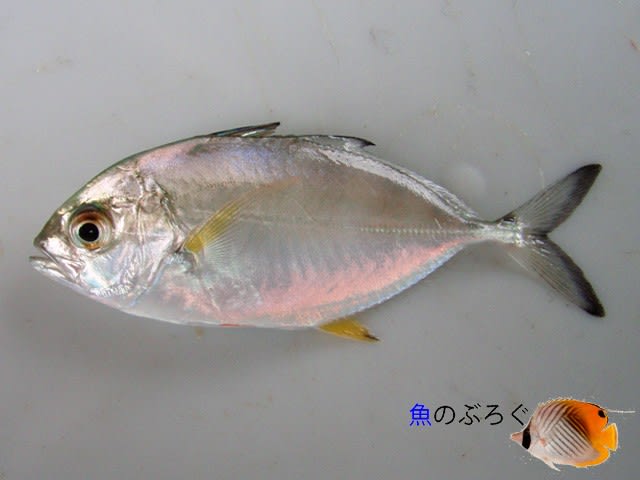 宮崎での魚採集4 魚のぶろぐ
