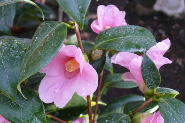 P3210445