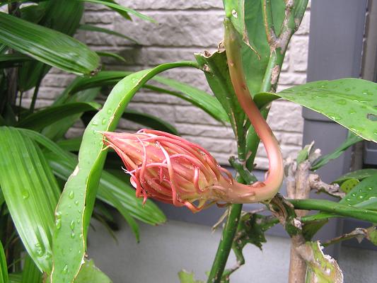 月下美人 ー 蕾から開花まで ー らいちゃんの家庭菜園日記 月下美人 ー 蕾から開花まで ー らいちゃんの家庭菜園日記