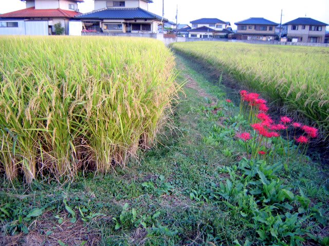 Rice field on October 3