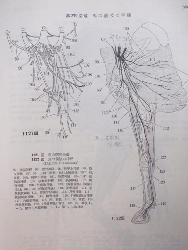 橈骨神経麻痺 馬医者修行日記